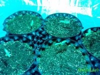 IMG_20141224_162115 (800x600).jpg