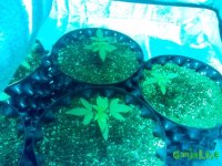 IMG_20141231_080014 (800x600).jpg