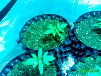 IMG_20141231_080106 (800x600).jpg