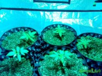 IMG_20141231_080130 (800x600).jpg