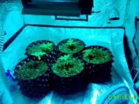 IMG_20141231_083025 (800x600).jpg