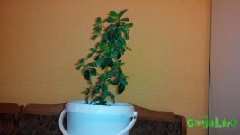 IMG_20150103_180219.jpg