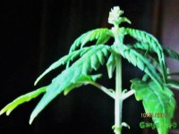 IMG_6347.JPG