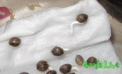 cannabis-seeds-germination-718.jpg