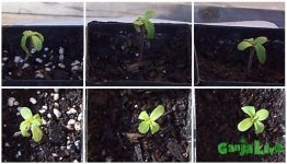 droopy_sprouts.JPG