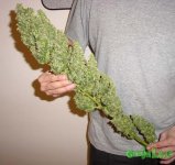 Huge-Bud-marijuana-300257_700_664.jpg