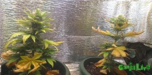 2014-12-26 15.21.36.jpg