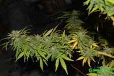 DSC_0317.JPG