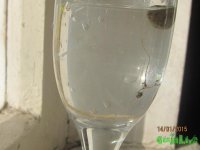 IMG_6435.JPG