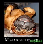 65280_moj-hozyain-grover_demotivators_to.jpg