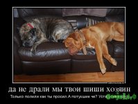 676735_da-ne-drali-myi-tvoi-shishi-hozyain_demotivators_to.jpg