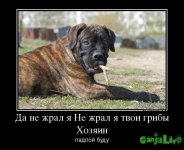 548420_da-ne-zhral-ya-ne-zhral-ya-tvoi-gribyi-hozyain_demotivators_to.jpg