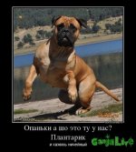 556660_opanki-a-sho-eto-tu-u-nasplantarik_demotivators_to.jpg