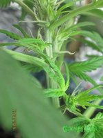 IMG_6470.JPG