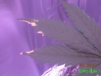 IMG_6532.JPG