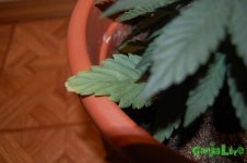 DSC_0050.JPG