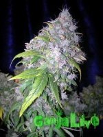 AK-47-fem.jpg