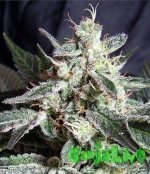 black-jack-324x375.jpg