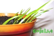 тяга к свету(1).jpg