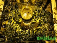 vertical grow system(1).jpg