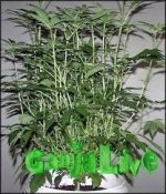 скачанные файлы.jpg