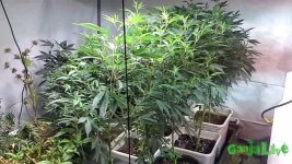 maxresdefault (1).jpg