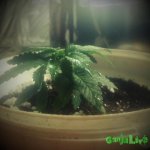 2015-01-07 17-27-38.jpg