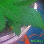 2015-01-08 11-26-36.jpg