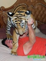 1340103401_domashniy-tigr-4.jpg