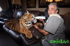 tiger-bottle_1703358i.jpg