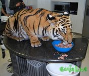 TIGERM-532_1527148a.jpg