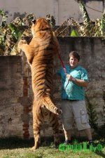 Tigerpet08.jpg