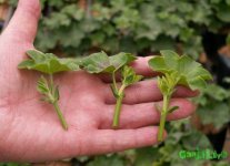 Pelargonien_peltatum_Steckling_2005-11-30.jpg