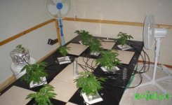 30-marijuana-vegetative-stage.jpg
