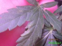 IMG_6729.JPG