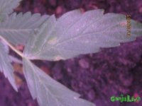 IMG_6731.JPG