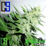 CH9_Seeds_Aroma.jpg