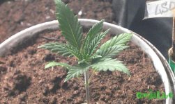 IMAG0727.jpg
