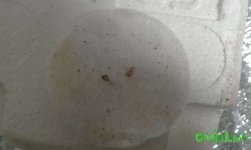 IMAG0765.jpg