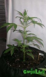 IMAG0824.jpg