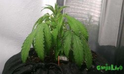 IMAG0836.jpg