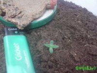 CAM001711.jpg