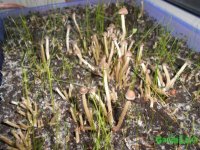 DSCN3215.JPG DSCN3215.JPG