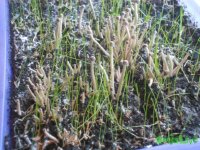 DSCN3217.JPG DSCN3217.JPG