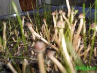 DSCN3223.JPG DSCN3223.JPG