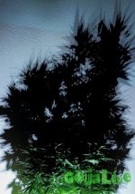 med_gallery_7979_2345_759741.jpg