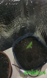 IMAG0237.jpg