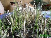 DSCN3227.JPG DSCN3227.JPG