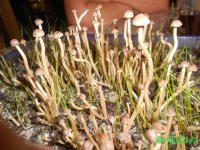 DSCN3236.JPG DSCN3236.JPG