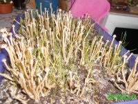 DSCN3246.JPG DSCN3246.JPG